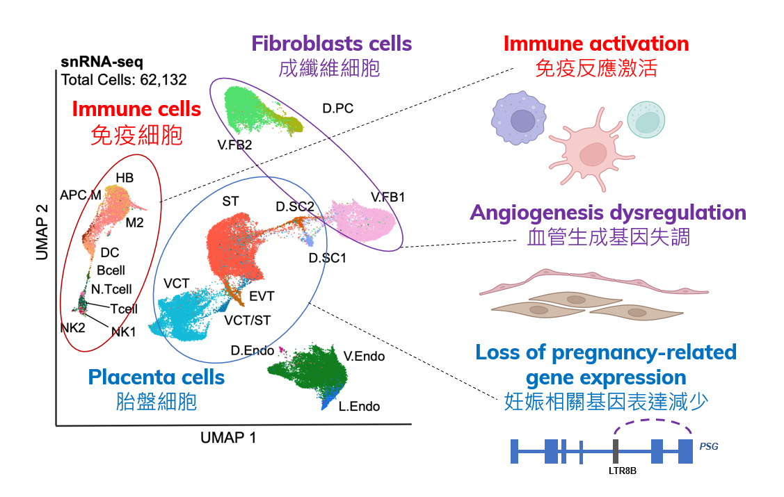 Cell types